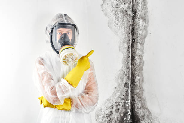 Best Black Mold Removal  in Orion, IL