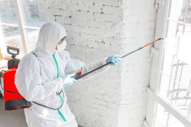 Best Mold Damage Restoration  in Orion, IL