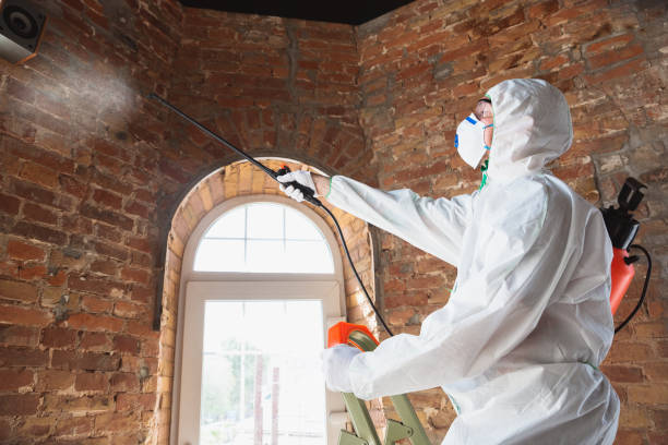 Best Attic Mold Removal  in Orion, IL